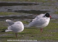 mediterranean gulls, gull-01